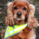 Illustration for article titled New Bipartisan Law Would Make Dog Neckerchiefs Mandatory
